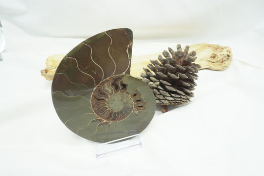 AMMONITE (Fossile)