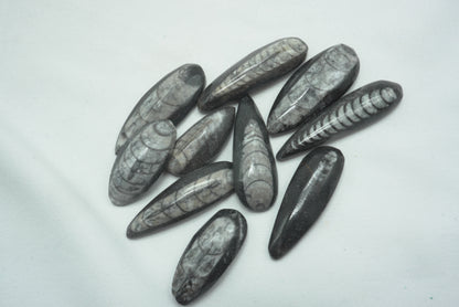 ORTHOCERAS XS