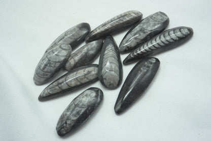ORTHOCERAS XS