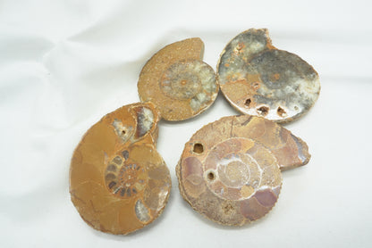 AMMONITES