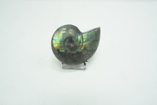 ESCARGOT LABRADORITE (Ref 2)