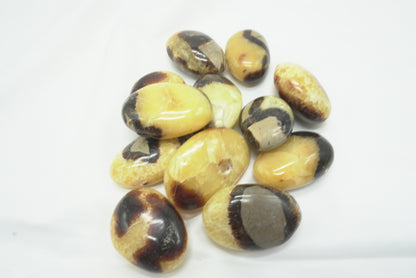 GALET SEPTARIA