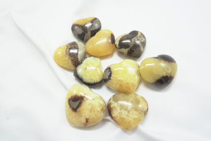 COEUR SEPTARIA