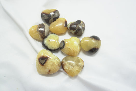COEUR SEPTARIA