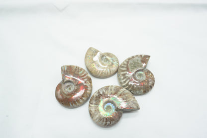 AMMONITE FOUGERE IRISEE