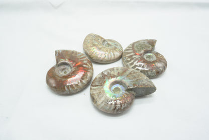 AMMONITE FOUGERE IRISEE