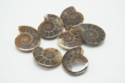 AMMONITE IRISEE XS