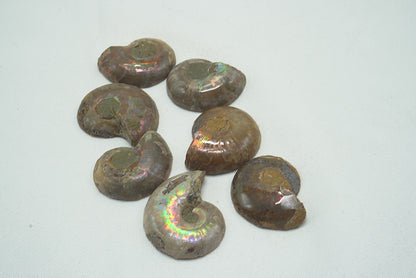 AMMONITE IRISEE XS