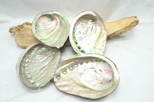 ABALONE COQUILLE D'ORMEAU GRANDE