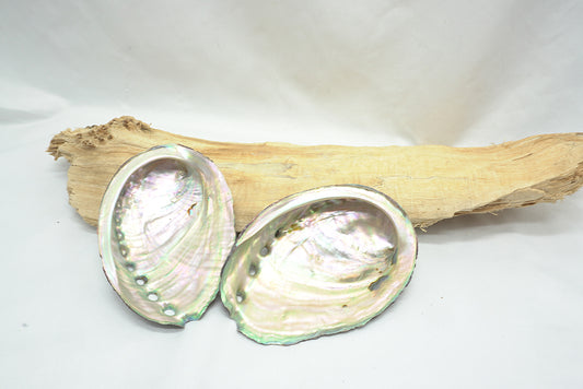 ABALONE COQUILLE D'ORMEAU MOYENNE