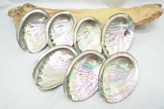 ABALONE COQUILLE D'ORMEAU PETITE