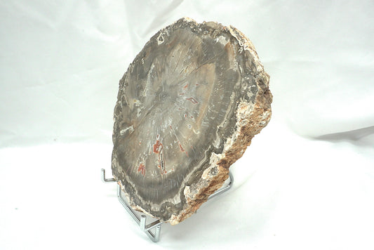PLAQUE BOIS FOSSILISE 2 FACES POLIES (956 grammes)