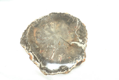 PLAQUE BOIS FOSSILISE 2 FACES POLIES (956 grammes)