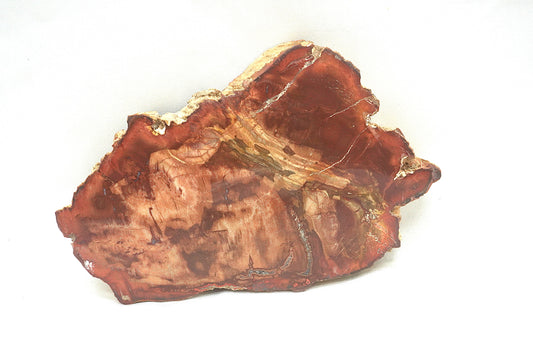PLAQUE BOIS FOSSILISE 2 FACES POLIES (408 grammes)