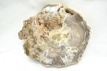 PLAQUE BOIS FOSSILISE 2 FACES POLIES (320 grammes)