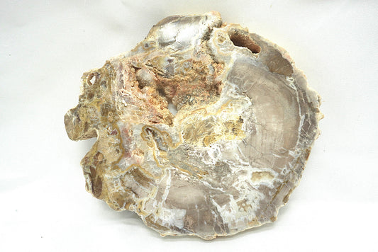 PLAQUE BOIS FOSSILISE 2 FACES POLIES (320 grammes)