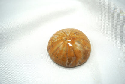 OURSIN FOSSILISÉ (17 grammes)