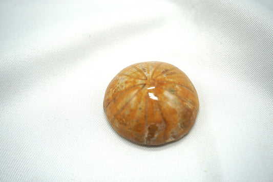 OURSIN FOSSILISÉ (17 grammes)