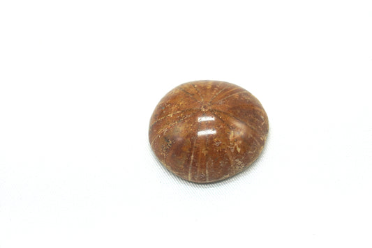 OURSIN FOSSILISÉ (8 grammes)