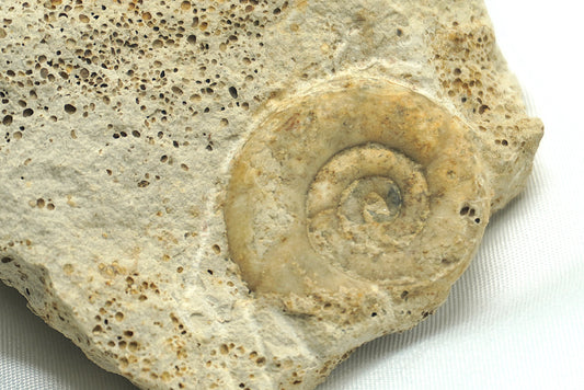 AMMONITE SUR MATRICE