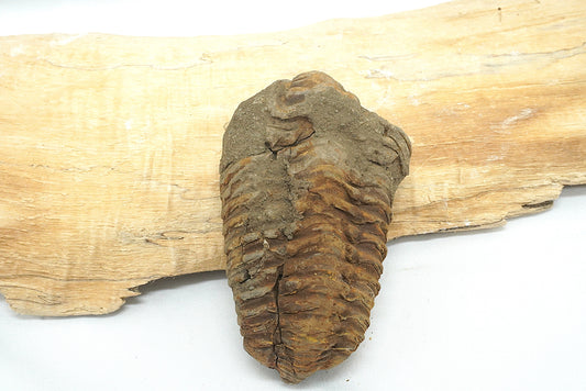 TRILOBITE