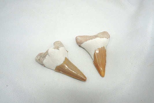 DENT DE REQUIN FOSSILISÉ