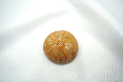 OURSIN FOSSILISÉ (17 grammes)