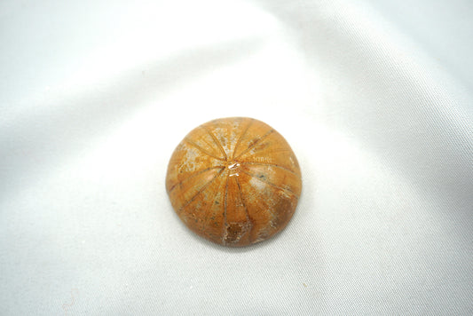 OURSIN FOSSILISÉ (17 grammes)