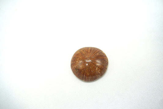 OURSIN FOSSILISÉ (8 grammes)