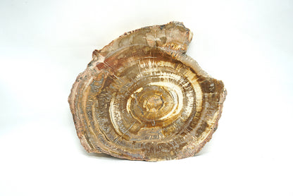 PLAQUE BOIS FOSSILISE 2 FACES POLIES (160 grammes)