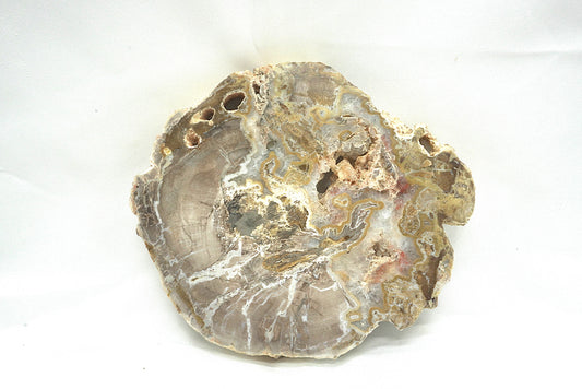 PLAQUE BOIS FOSSILISE 2 FACES POLIES (320 grammes)