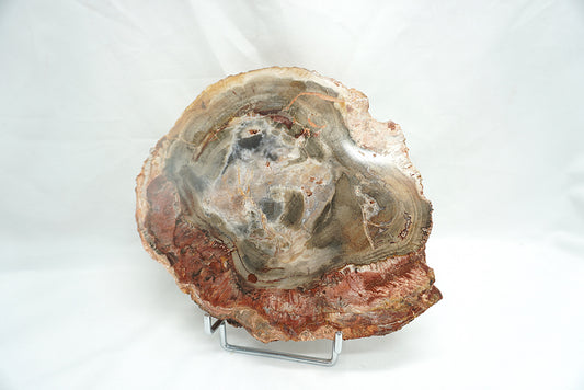 PLAQUE BOIS FOSSILISE 2 FACES POLIES (898 grammes)