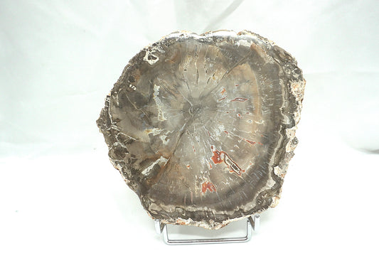 PLAQUE BOIS FOSSILISE 2 FACES POLIES (956 grammes)
