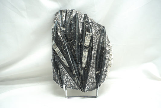 PLAQUE ORTHOCERAS