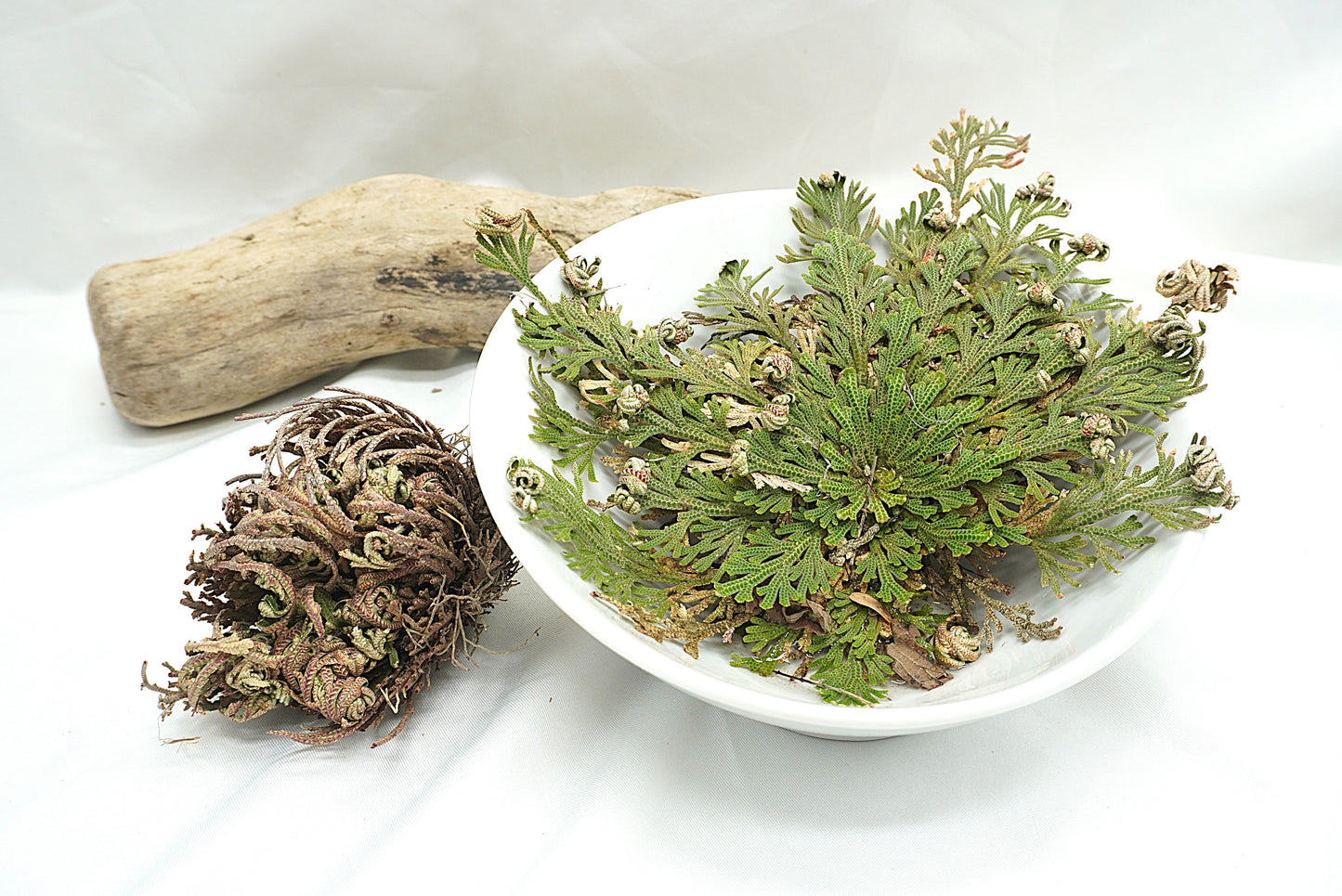 ROSE DE JERICHO