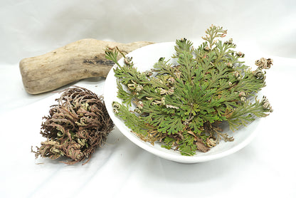 ROSE DE JERICHO