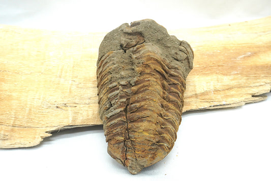 TRILOBITE