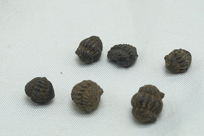 TRILOBITE super mini