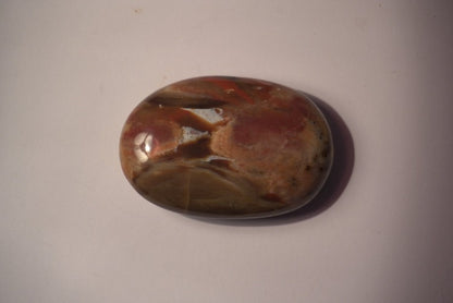 GALET BOIS FOSSILE