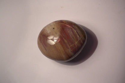 GALET BOIS FOSSILE