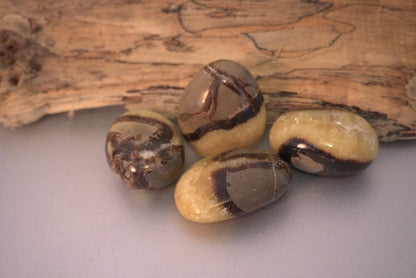 GALET SEPTARIA